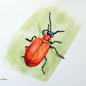 ORIGINAL Watercolour Insect Illustration, Watercolour Wildlife Artwork, Scarlet Lily Beetle Painting, Realistic Watercolor Art, Insect Gift image 3