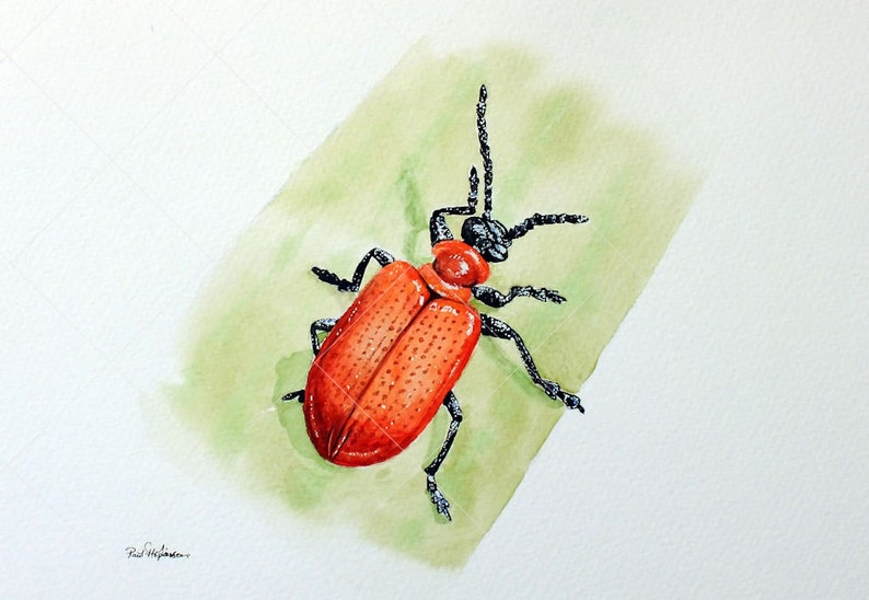 ORIGINAL Watercolour Insect Illustration, Watercolour Wildlife Artwork, Scarlet Lily Beetle Painting, Realistic Watercolor Art, Insect Gift image 3