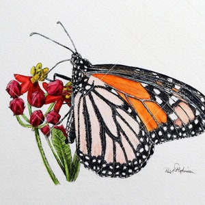 The monarch painting.