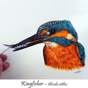 Watercolour Painting Lessons, Learn to Paint a Kingfisher in Realistic Watercolor, Illustration Art Course