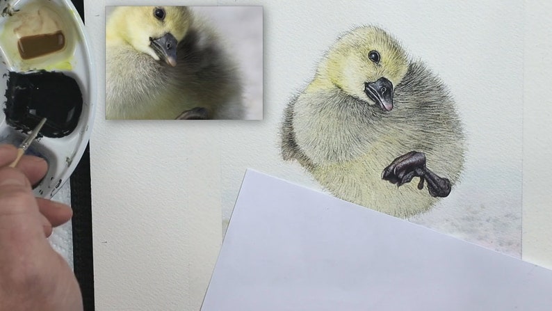 Paul is progressing with the painting now, and the gosling is starting to look fluffy.  It has both yellow and grey down on its plump little body.