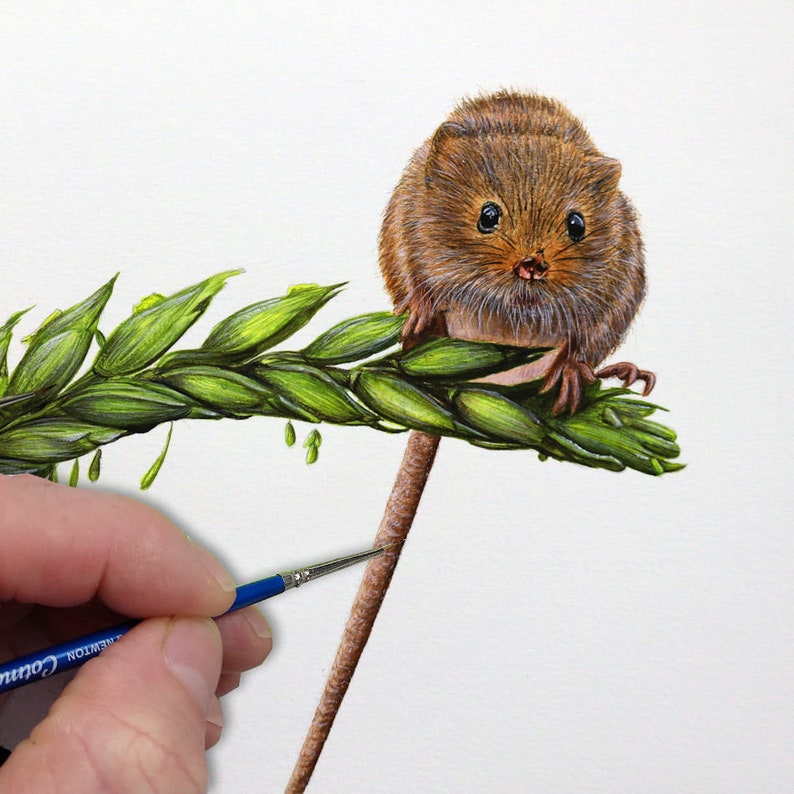 Paul finishing off painting a tiny brown harvest mouse as it is sat on a green ear of wheat.  The animal is painted to look realistic, with the tiniest of details.  Paul has used watercolours and is holding a small brush.