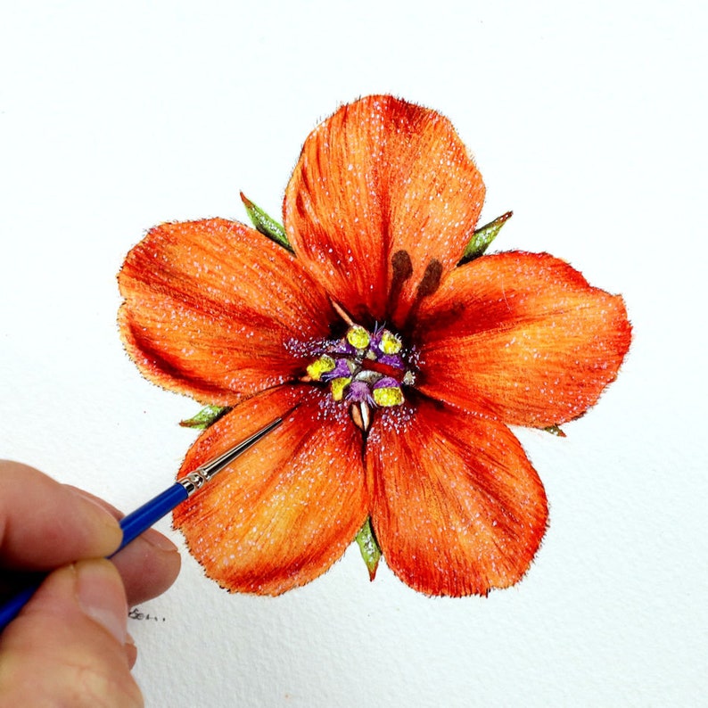 Paul painting a scarlet pimpernel flower, this is bright red/ orange with a yellow and purple centre.  The flower has 5 rounded petals, and tiny green sepals showing between them.