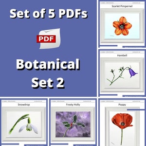 An image featuring the front covers of the 5 painting lessons.  An orange 5-petal flower, a purple harebell flower, a red poppy, a cluster of frosty holly leaves and a single white snowdrop flower on a green stem.  The words botanical set 2.