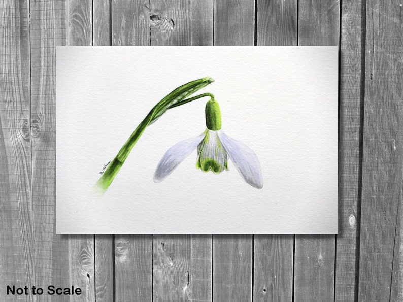 Peinture originale de perce-neige à laquarelle, illustration botanique réaliste à laquarelle image 5