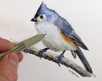 May include: A watercolour painting of a tufted titmouse perched on a branch. The bird is blue, grey, and white with a hint of orange on its chest. The painting is signed "Paul Hepler".