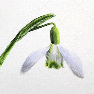 Peinture originale de perce-neige à laquarelle, illustration botanique réaliste à laquarelle image 8