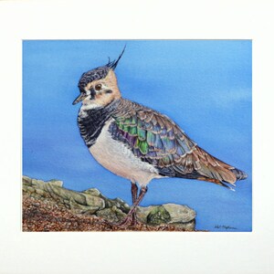 The finished lapwing painting in a cream mount.