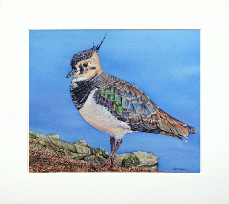 The finished lapwing painting in a cream mount.