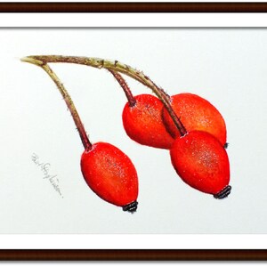 The rose hip painting in a dark frame with a white mount.