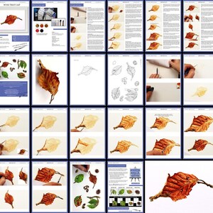 A collage of all the pages in this watercolour lesson.  It shows the leaf being built up in stages, and there is written text alongside the photos too.