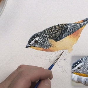 The back of the bird looks nearly complete, it is very detailed, with fine brush work that has created tiny patterns within the plumage.