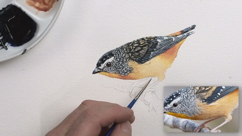 The back of the bird looks nearly complete, it is very detailed, with fine brush work that has created tiny patterns within the plumage.