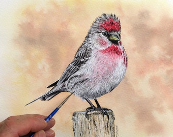 ORIGINAL Watercolour Bird Painting, Detailed Fine Art Watercolor Illustration, Wildlife Study