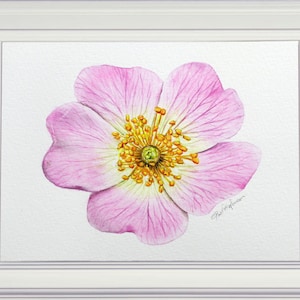 The finished painting of the rose in a white frame.  The watercolor painting is highly detailed and looks like an illustration.