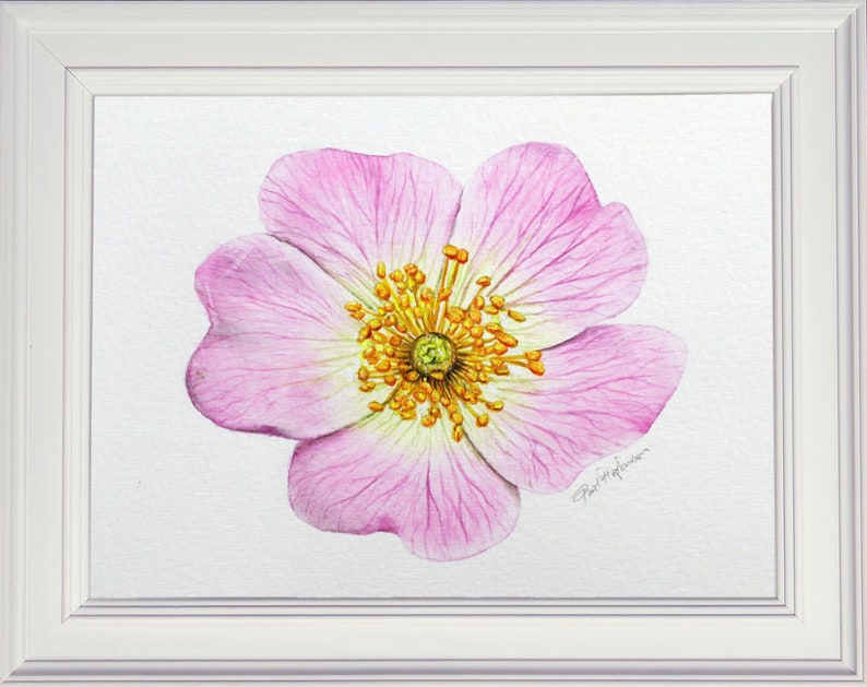 The finished painting of the rose in a white frame.  The watercolor painting is highly detailed and looks like an illustration.