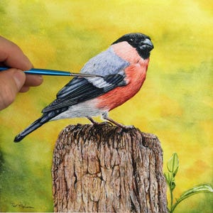 Online Bird Painting Course, Learn to Paint a Bullfinch in Realistic Watercolour, Illustration Style Watercolor