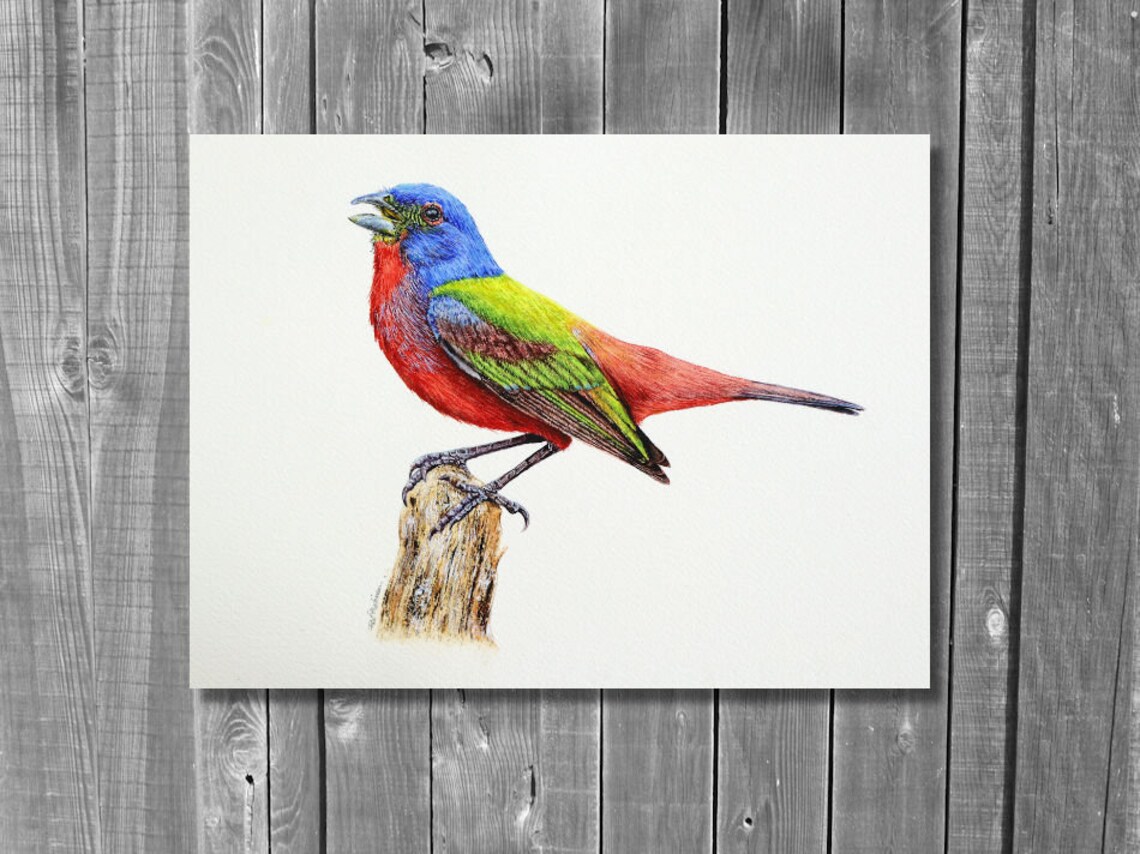 ORIGINAL Watercolor Painted Bunting Study Watercolour Bird Etsy