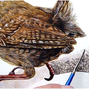 The bird is fully painted, and Paul is painting the grey branch that the bird is perched on.  He is using a tiny brush and adding lots of details to a mottled wash.