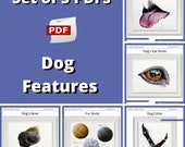 Watercolor Dog Painting Lessons: Realistic Features Tutorial (PDF)