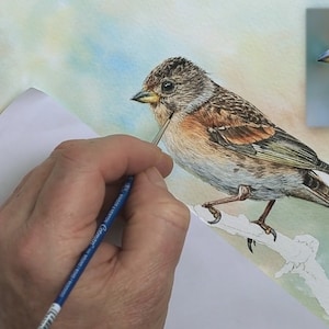 The bird is nearing completion in this photo, but the branch is as yet unpainted.  Paul's brush is shown on the bird's cheek where he is adding the darker details to give contrast to th feathers.