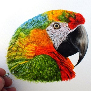 Paul finishing off his watercolour painting of a macaw parrot.  This particular bird is a mix of bright reds, greens, yellow, oranges and blues.  With a white face, greeny/yellow eye and a very sharp looking black beak.  All painted in tiny details.