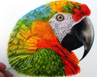 ORIGINELE aquarel schilderij van een ara-papegaai, realistische aquarel vogelkunstwerk, dieren in het wild in aquarel, huisdierportret