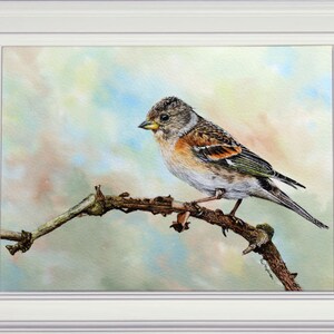 The completed brambling painting shown in a white frame.  The bird is very realistic looking, very much like an illustration.