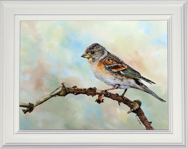 The completed brambling painting shown in a white frame.  The bird is very realistic looking, very much like an illustration.