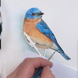 The painting is starting to look realistic and lifelike, with the addition of darker blue and orange feather details, which are giving the bird a 3d form.