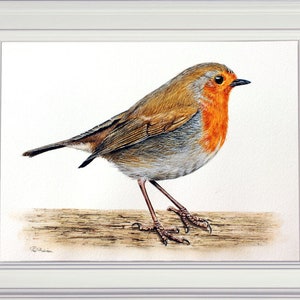 May include: A watercolor painting of a robin perched on a branch. The robin has a bright orange breast and a brown back. The painting is done in a realistic style.