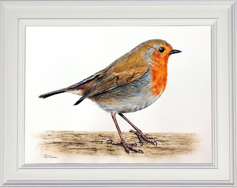 May include: A watercolor painting of a robin perched on a branch. The robin has a bright orange breast and a brown back. The painting is done in a realistic style.