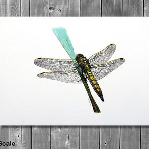 ORIGINAL Watercolour Dragonfly Painting, Realistic Wildlife Watercolor Art, Illustration Fine Art Detail, Animal Wall Art, Insect Gift image 5