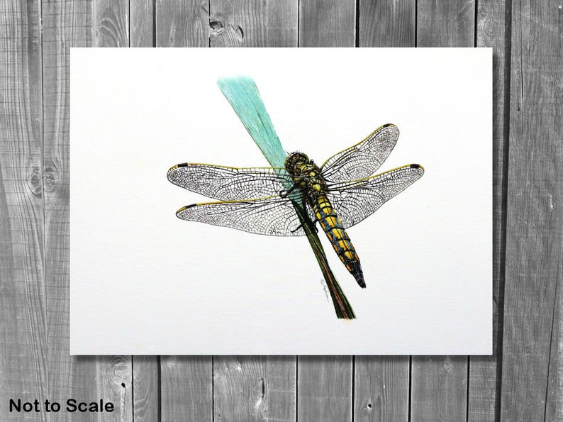 ORIGINAL Watercolour Dragonfly Painting, Realistic Wildlife Watercolor Art, Illustration Fine Art Detail, Animal Wall Art, Insect Gift image 5