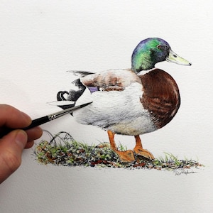 May include: Watercolor painting of a mallard duck with a green head and brown feathers. The duck is standing on a bed of green grass.