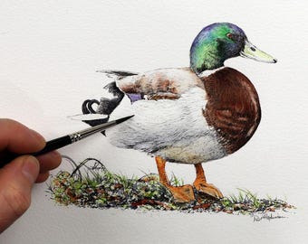 ORIGINAL Duck Painting, Watercolour and Wash Illustration, Watercolor Bird Study