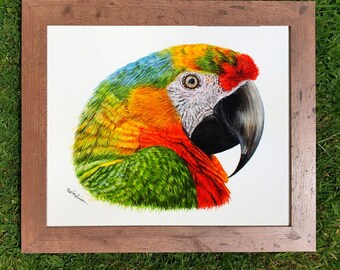 コンゴウインコ　ペン画　原画　ペーパーフレーム付