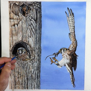 Paul painting an illustration of an American Kestrel family.  The adult is flying into a youngster in a hole in a tree.  In its beak is a lizard, which I guess the chick will eat.  It's feet are outstretched ready to land.