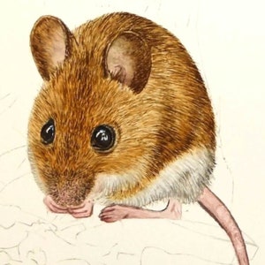 The fur is finished in this painting, it has shine and depth.  The animal now looks quite lifelike and real as the fur has brought shape and form to the mouse.
