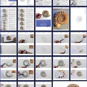 All the pages in this watercolor and ink drawing lesson of the ammonite fossil.  The fossil is a spiral, like a flat snail and is completed in various browns.  There are written instructions alongside photos.