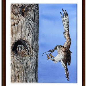 The Kestrel painting in a brown frame with a cream mount.