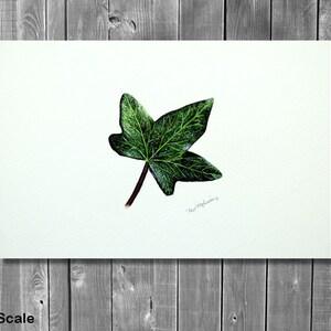 ORIGINAL Botanical Watercolor Leaf Illustration, Realistic Fine Art Ivy Leaf Watercolour Painting, Nature Wall Art, Paul Hopkinson Painting image 2