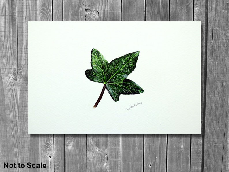 ORIGINAL Botanical Watercolor Leaf Illustration, Realistic Fine Art Ivy Leaf Watercolour Painting, Nature Wall Art, Paul Hopkinson Painting image 2