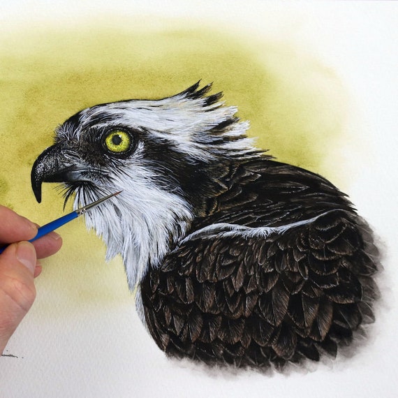 Original Watercolor Painting Of An Osprey Realistic | Etsy Hong Kong