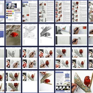 An overview image of the whole red cardinal bird drawing and painting lesson.  This is broken down into stages with photos and written guidance at every step.