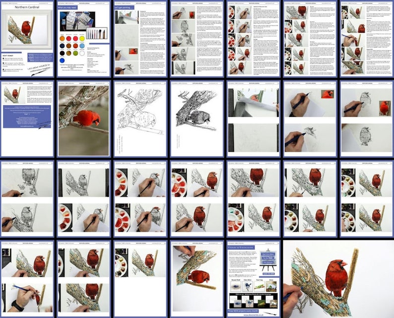 An overview image of the whole red cardinal bird drawing and painting lesson.  This is broken down into stages with photos and written guidance at every step.