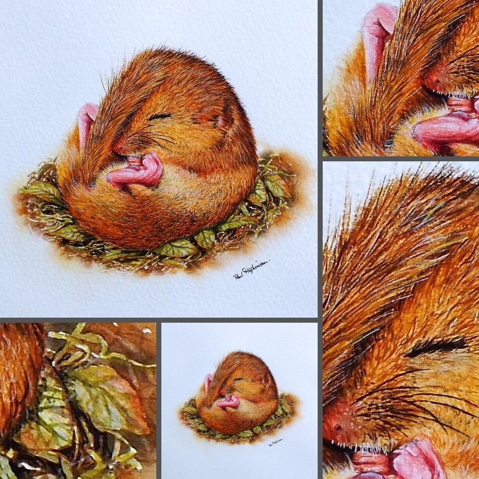 ORIGINAL Dormouse Watercolour Painting Cute Watercolor | Etsy