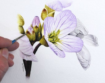 Watercolor Flower Painting Lesson, Learn to Paint Wild Flower Illustrations using Watercolour, Realistic Botanical Art