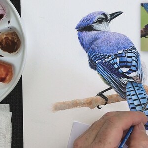 The bird is now painted, and Paul is working on a horizontal branch that the bird is perched on.  So far he has applied a wash to this, and is just starting to add the texture to the bark.