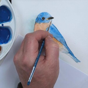 Paul has added blue and orange watercolour wash layers to the bird, and is just starting to add details to the blue feathers on the bluebird's head.